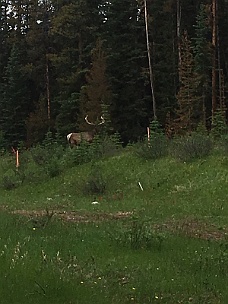IMG_1994 Elk In Banff National Park 6-21-17